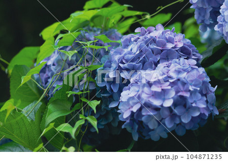 ツタに覆われた紫陽花 104871235