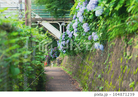 紫陽花と飛鳥の小径の風景 紫陽花と飛鳥の小径の風景 104871239