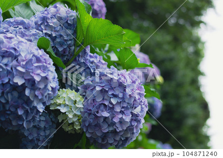 飛鳥の小径の青紫色の紫陽花 飛鳥の小径の青紫色の紫陽花 104871240