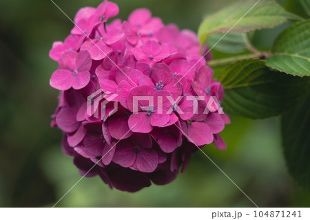 濃いピンク色の紫陽花 104871241