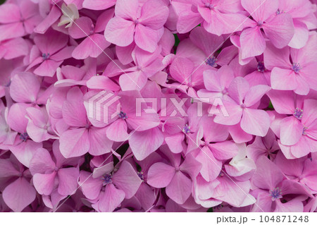 沢山のピンク色の紫陽花の花びら 104871248