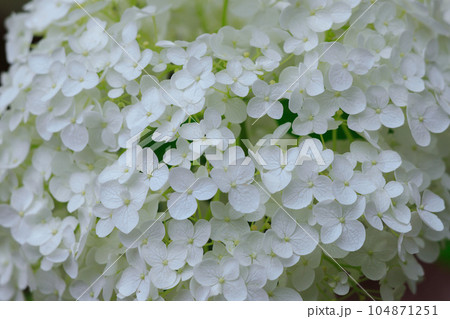 沢山のアナベルの花びら 104871251