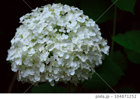 飛鳥の小径のアナベル 104871252