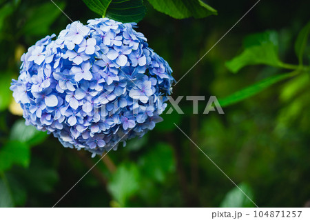 逆さまに咲いた紫陽花 逆さまに咲いた紫陽花 104871257