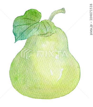 かんぴょう 水彩イラスト かんぴょう 水彩イラスト 104871516