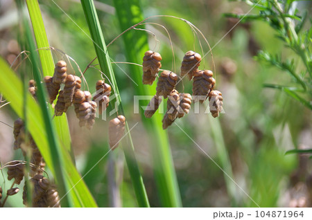 コバンソウ 104871964