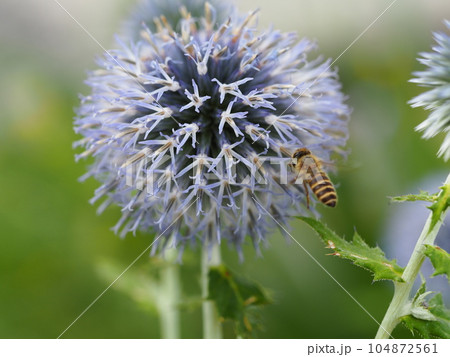 ルリタマアザミ　ミツバチが蜜を求めて④ 104872561