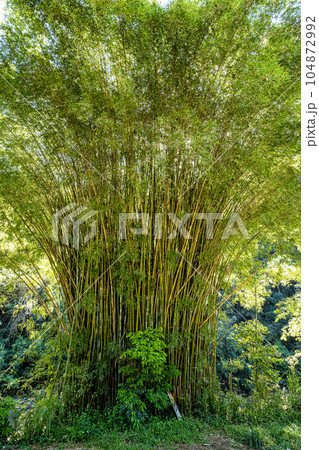 Landscape view of Atalaia Park, Itajai City, Brazil. Parque Nacional da Serra do Itajai Landscape view of Atalaia Park, Itajai City, Brazil. Parque Nacional da Serra do Itajai 104872992
