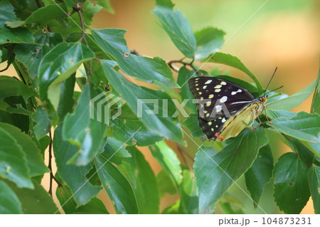 葉にとまる蝶　オオムラサキ♀ 104873231
