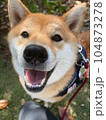 見つめる柴犬 104873278