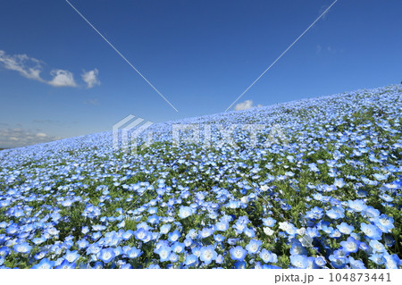 青空の下のネモフィラ 104873441