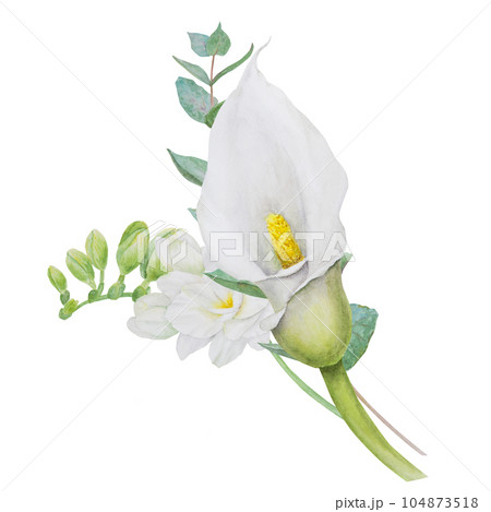 Watercolor clipart of white calla lily, freesia flowers and eucaliptus branch. Hand drawn floral illustration for wedding invitation, floristic, beauty salon. Isolated composition. tropical water arum Watercolor clipart of white calla lily, freesia flowers and eucaliptus branch. Hand drawn floral illustration for wedding invitation, floristic, beauty salon. Isolated composition. tropical water arum 104873518