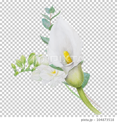 Watercolor clipart of white calla lily, freesia flowers and eucaliptus branch. Hand drawn floral illustration for wedding invitation, floristic, beauty salon. Isolated composition. tropical water arum Watercolor clipart of white calla lily, freesia flowers and eucaliptus branch. Hand drawn floral illustration for wedding invitation, floristic, beauty salon. Isolated composition. tropical water arum 104873518