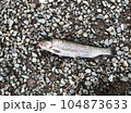 綺麗な水で釣れた新鮮なニジマス 104873633