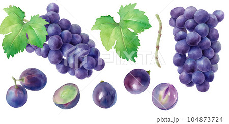 紫ブドウ（巨峰）の果実と葉の水彩イラスト。セット。 104873724