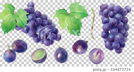 紫ブドウ（巨峰）の果実と葉の水彩イラスト。セット。 104873724