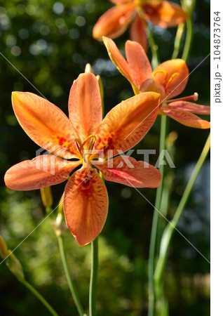 ヒオウギの花が咲いています ヒオウギの花が咲いています 104873764