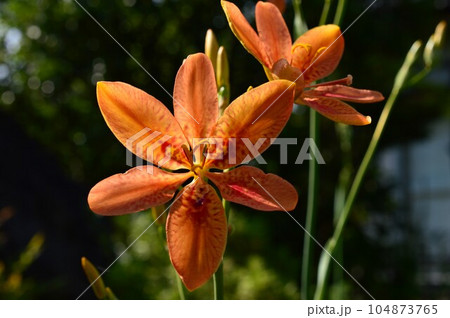 檜扇、桧扇、日扇(ヒオウギ) 檜扇、桧扇、日扇(ヒオウギ) 104873765