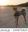 夕陽と柴犬 104873824