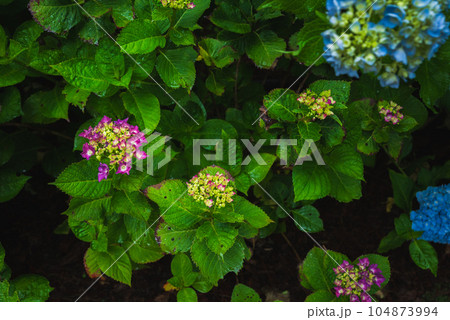 雨露に濡れるアジサイ【弘長寺】 雨露に濡れるアジサイ【弘長寺】 104873994