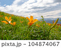 ニッコウキスゲ 104874067