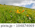 ニッコウキスゲ 104874069