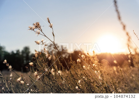 Abstract warm landscape of dry wildflower and grass meadow on warm golden hour sunset or sunrise time. Tranquil autumn fall nature field background. Soft golden hour sunlight at countryside 104874132