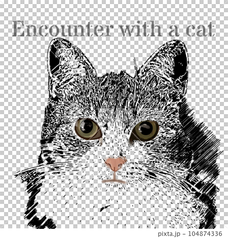 一隻貓抬頭 104874336