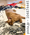 Burmese female chocolate cat lying on the floor in lego blocks. Young pure breed burmese cat. 104874445
