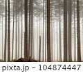 Pine forest in fog nature background. 104874447