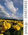 青空と満開のマリーゴールド 104874692