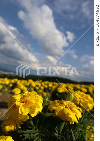 青空と満開のマリーゴールド 104874692