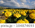 北海道のマリーゴールドの花畑 104874693