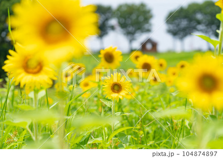 愛知牧場、満開のひまわり〈愛知県日進市〉 104874897