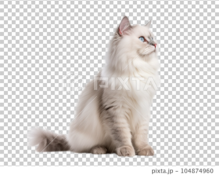 Cute Ragdoll cat isolated on transparent background. 104874960