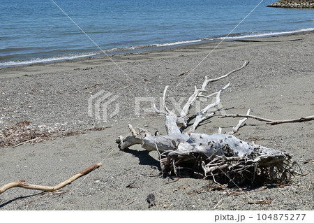 海岸に打ち上げられた流木 104875277
