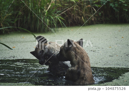 Playful spotted hyenas in a zoo in germany Playful spotted hyenas in a zoo in germany 104875526