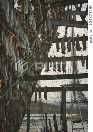 Norwegian stockfish in a rack for air drying 104875596