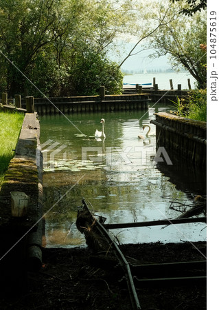 Pair of gorgeous white swans swimming in a branch of the Chiemsee in Bavaria, Germany on a sunny day Pair of gorgeous white swans swimming in a branch of the Chiemsee in Bavaria, Germany on a sunny day 104875619