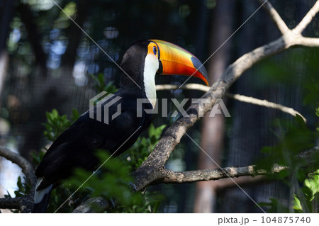 The toco toucan bird on the wood tree The toco toucan bird on the wood tree 104875740
