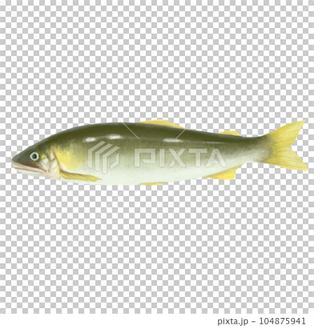 手描きの鮎のイラスト 104875941