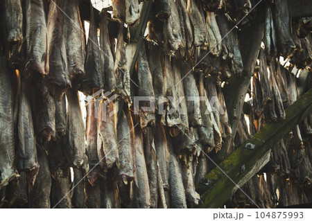 Closeup of Norwegian stockfish or cod in a rack for air drying 104875993