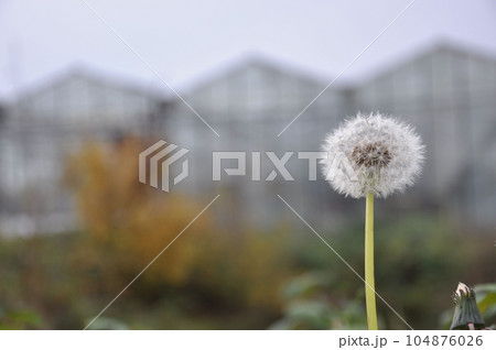 Closeup shot of a dandelion in front of a greenhouse 104876026