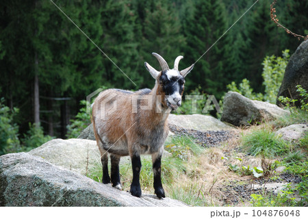 Young billy goat on a rock in the Harz Mountains in Germany 104876048