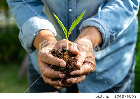 Gardener woman plant a tree with peat moss organic matter improve soil for agriculture organic plant growing, ecology concept. 104876908