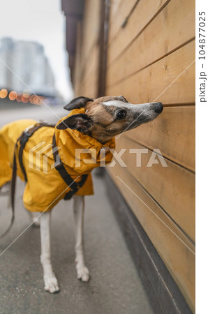 Cute elegant whippet dog wearing bright yellow raincoat, standing on street and sniffing wooden kiosk. Can illustrate socialization theme, dog nosework training, natural curiosity. 104877025