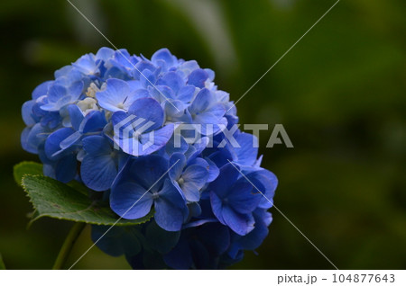 紫陽花 104877643