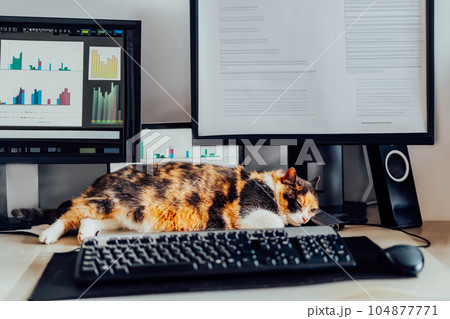 Cat sleeping on the desk at home-based office with IT equipment. Blurred screens with financial data, graphs and diagrams. Remote workplace at home. Finance market business. Soft selective focus. Cat sleeping on the desk at home-based office with IT equipment. Blurred screens with financial data, graphs and diagrams. Remote workplace at home. Finance market business. Soft selective focus. 104877771