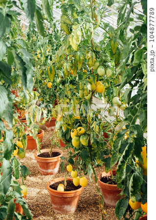 Growing tomatoes in plant pots in greenhouse. Cottagecore lifestyle. Self Growing organic vegetables in the garden. The concept of food self-sufficiency. Vertical card. 104877789