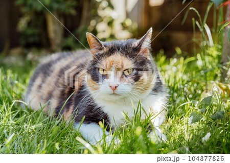 Close up portrait of multicolor pleased, well-fed cat lying on the green grass in the garden. Fluffy cat relaxing in shadow outdoors on a sunny summer day. Pets in the Summer heat. Selective focus Close up portrait of multicolor pleased, well-fed cat lying on the green grass in the garden. Fluffy cat relaxing in shadow outdoors on a sunny summer day. Pets in the Summer heat. Selective focus 104877826